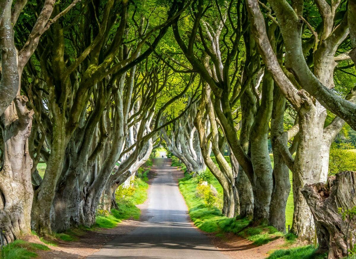 Dark Hedges Northern Ireland Dark Hedges Northern Ireland